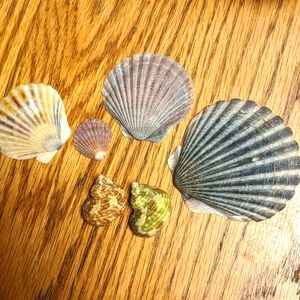 5 for $20 - shells seashells for jewelry and crafts